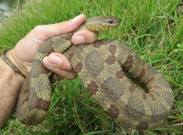 Midland Water Snake